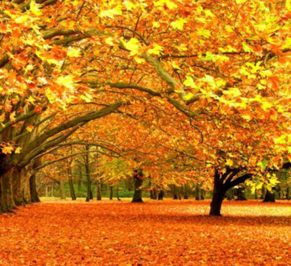 Alimentos de Otoño